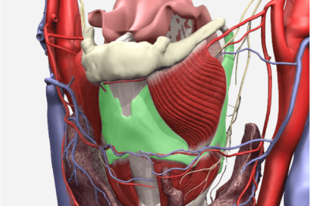 Layering anatomical structures